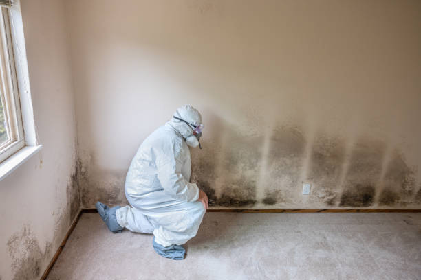 Best Fast Mold Removal  in Lmar, DE