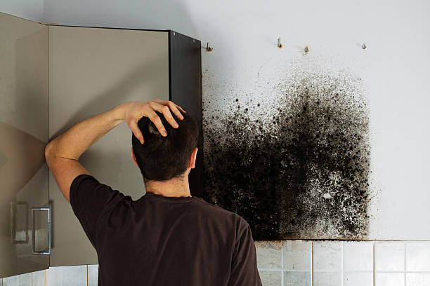 Best Home Mold Removal  in Lmar, DE